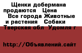 Щенки добермана  продаются › Цена ­ 45 000 - Все города Животные и растения » Собаки   . Тверская обл.,Удомля г.